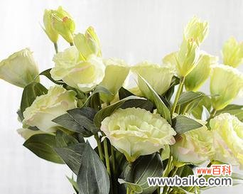 百合洋桔梗花语是什么意思？餐桌上的花卉摆放又有什么寓意？