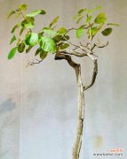 盆栽养护需要哪些基本要素？