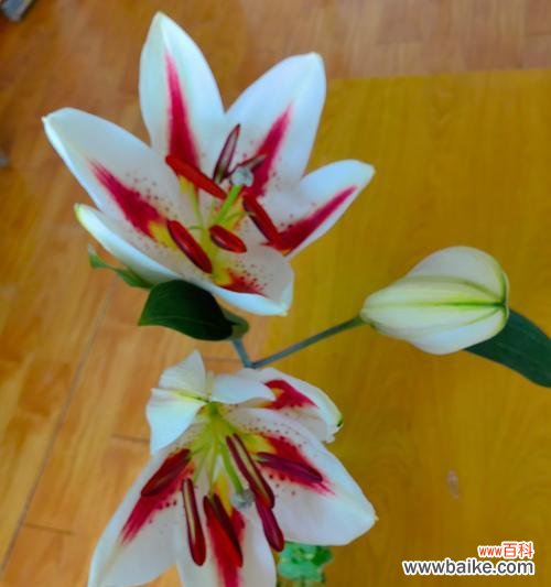 男生提到百合花有何深层含义?