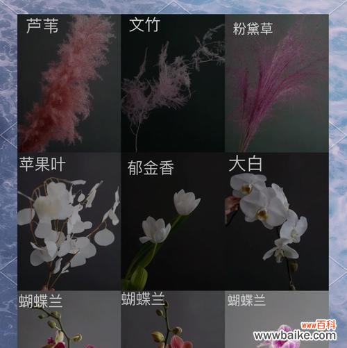 永生花的花语是什么？它象征着什么样的永恒？