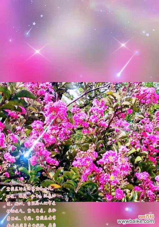 哪种花的花语是思念?它通常用来表达什么样的情感?