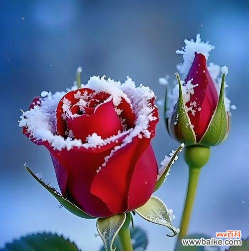 哪种花的花语是思念?它通常用来表达什么样的情感?