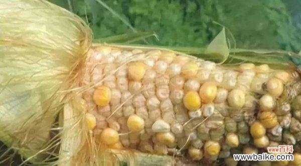 花卉返祖现象是如何定义的？