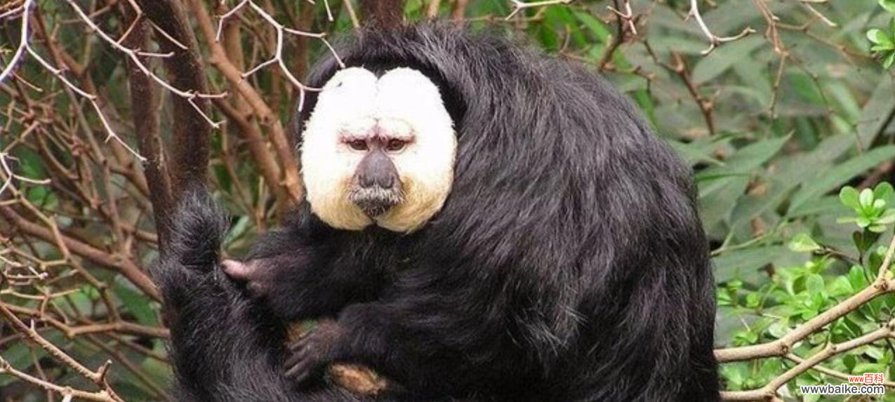 花卉返祖现象是如何定义的？