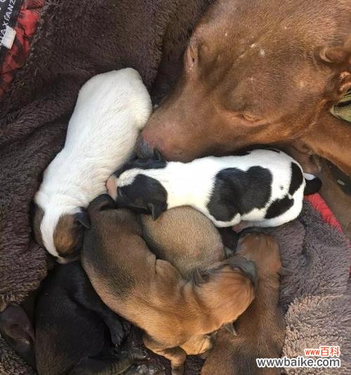 花卉返祖现象是如何定义的？