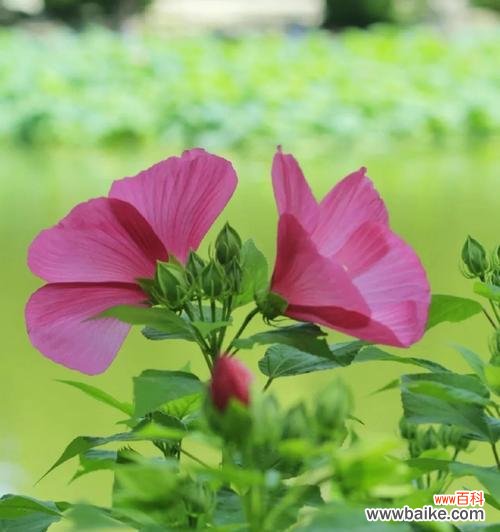 芙蓉花的花语是什么意思？芙蓉花代表什么？