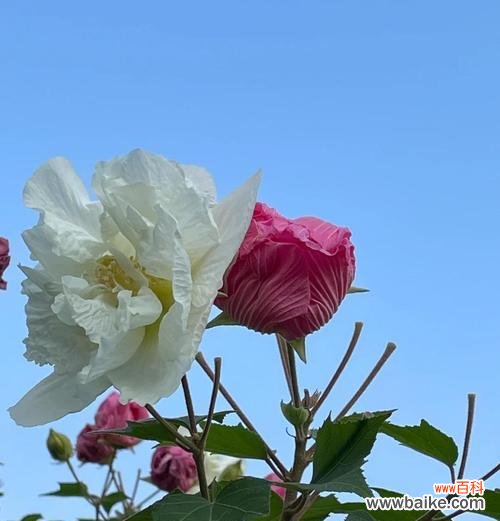 芙蓉花的花语是什么意思？芙蓉花代表什么？