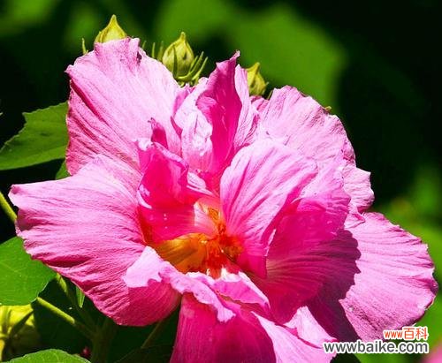 芙蓉花的花语是什么意思？芙蓉花代表什么？