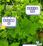 蓝调农药的功效是什么意思？蓝调农药有哪些主要功效？