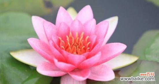 探寻莲花的文化内涵 莲花的美和寓意