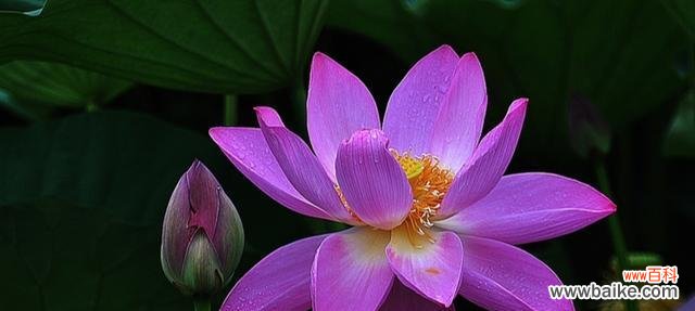 探寻莲花的文化内涵 莲花的美和寓意