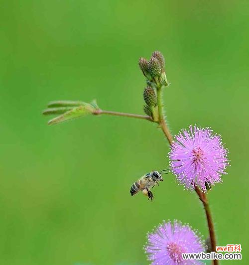 恋爱中的害羞、爱情中的柔情 含羞草花语，花开人自爱