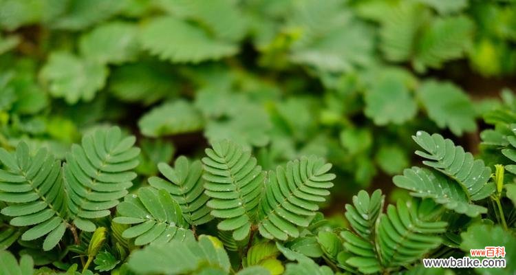 恋爱中的害羞、爱情中的柔情 含羞草花语，花开人自爱