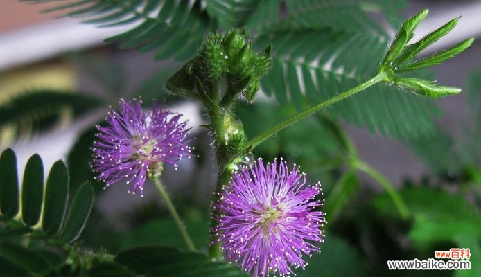 恋爱中的害羞、爱情中的柔情 含羞草花语，花开人自爱