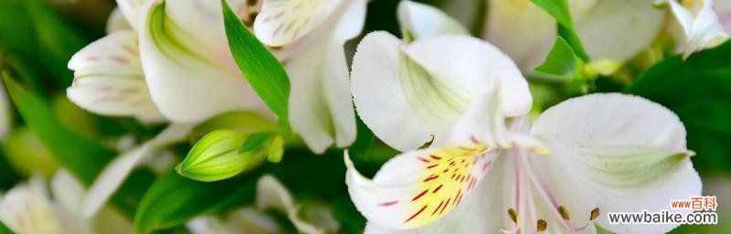 探秘白百合的意义与象征 白百合花语与代表意义