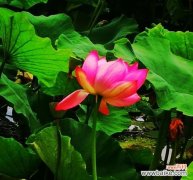 探寻荷花背后的八种含义 荷花的花语代表寓意