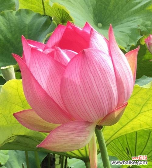 探寻荷花背后的八种含义 荷花的花语代表寓意