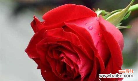 探索玫瑰花的浪漫寓意 玫瑰花的意义和传说