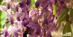 传承百年的神话故事，以紫藤为载体的情感宣扬 神奇传说与花海梦境——探寻紫藤花的花语