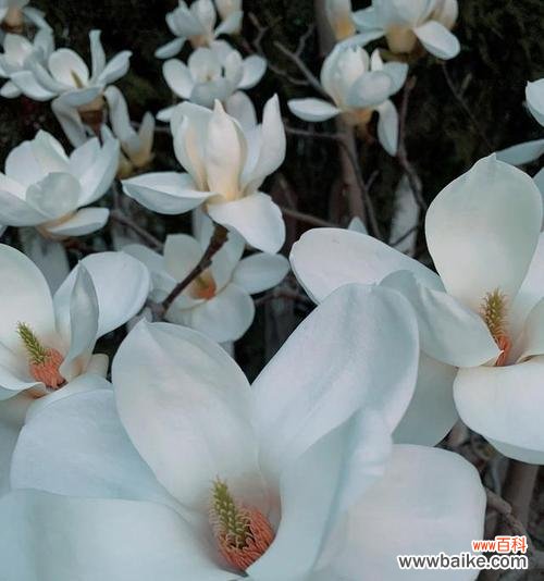 从古至今，这朵白色鲜花的象征意义如何演变？ 探寻玉兰花语与寓意