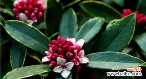 探秘瑞香花的丰富寓意 瑞香花花语