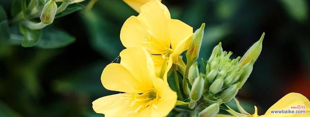 馨香四溢，寓意深远 晚香玉花语解读