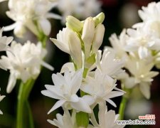 馨香四溢，寓意深远 晚香玉花语解读