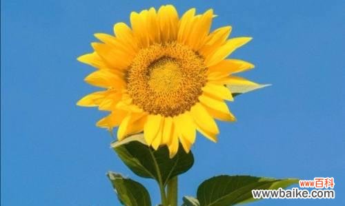 阳光、爱情、忠诚的代表，美丽的传承 向日葵的花语与寓意