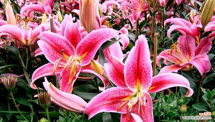 解读花朵的情感语言 百合花的花语