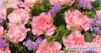 花言花语 康乃馨花语的含义与传承