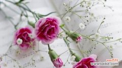 探寻康乃馨的情感世界与象征意义 康乃馨花语与寓意