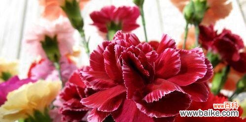 解读康乃馨的花语和象征意义 康乃馨花语和寓意是什么