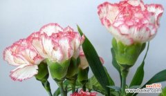 如何用康乃馨花语表达心意 康乃馨花语赠送对象的选择与意义