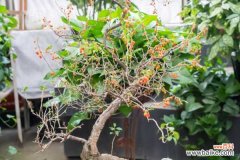 黄芪枸杞泡水喝的功效和禁忌