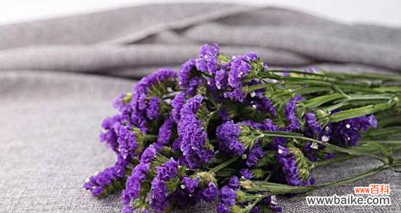 勿忘我的花语是什么？它在花卉中象征着什么？