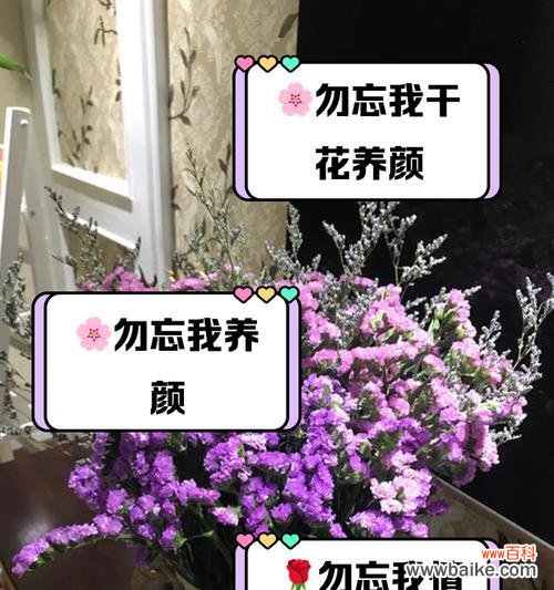 勿忘我花的花语代表什么？