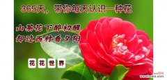 茶花的花语有哪些？茶花象征着什么？