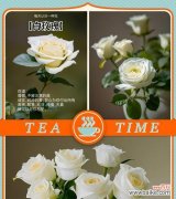 白玫瑰中红玫瑰花束的寓意是什么？它传递了什么信息？