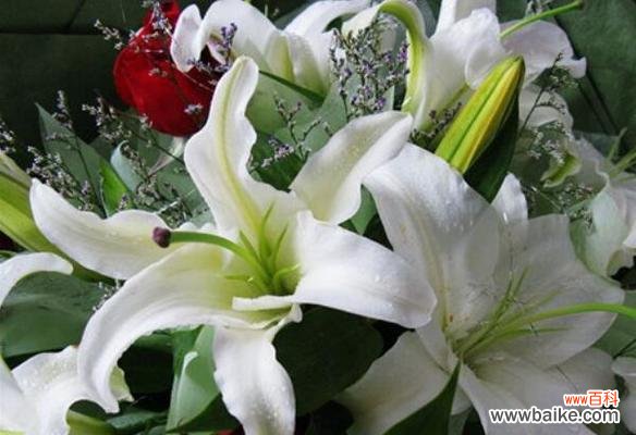 3支百合加1支玫瑰的花语是什么？这种组合代表什么意义？