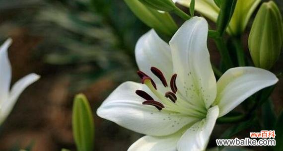 宛如绽放的百合象征着什么？百合花的含义是什么？