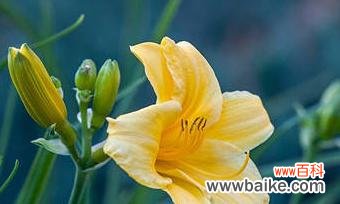 自然草药舒缓心情，缓解压力 忘忧草——缓解焦虑的有效植物