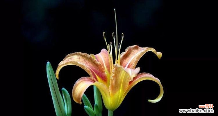 自然草药舒缓心情，缓解压力 忘忧草——缓解焦虑的有效植物