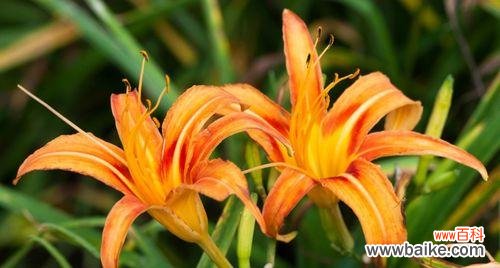 自然草药舒缓心情，缓解压力 忘忧草——缓解焦虑的有效植物