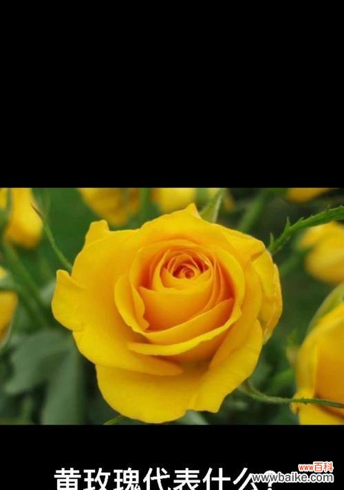 黄玫瑰：关爱和友谊之花