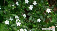 探秘六月的奇妙自然现象 六月的雪花语