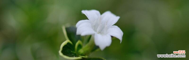 探秘六月的奇妙自然现象 六月的雪花语