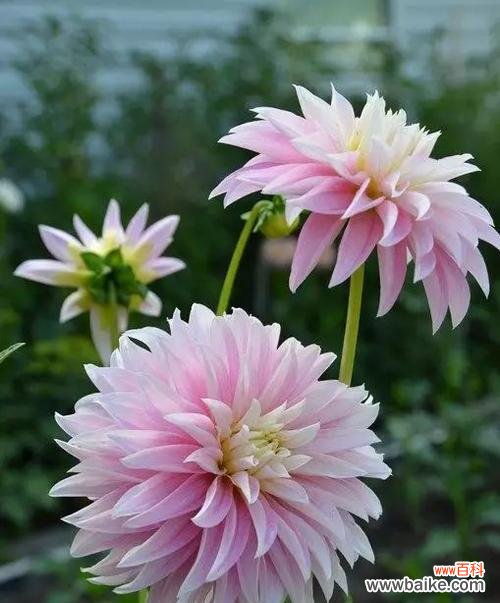 美丽高贵的大丽花，其含义让人惊叹 大丽花花语之象征与寓意