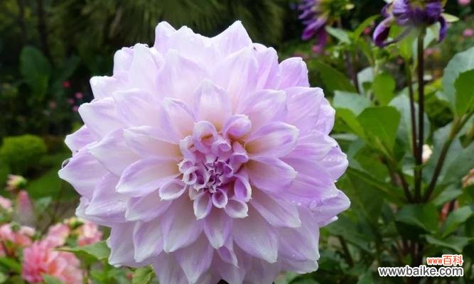 美丽高贵的大丽花，其含义让人惊叹 大丽花花语之象征与寓意