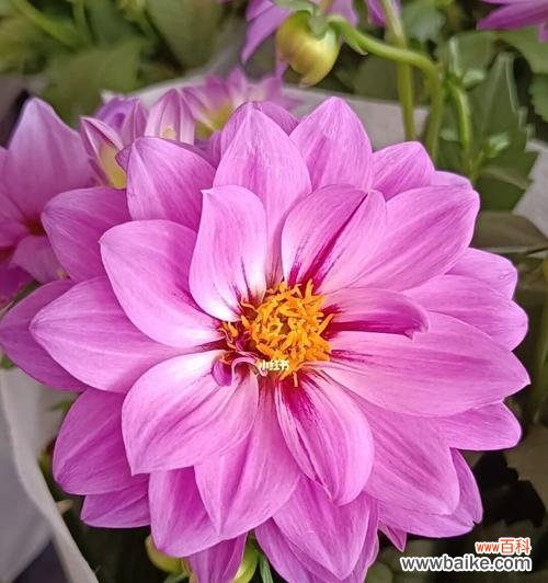 美丽高贵的大丽花，其含义让人惊叹 大丽花花语之象征与寓意