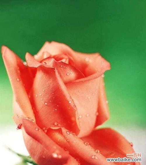 解读不同颜色玫瑰花的神秘语言，了解花之美好 玫瑰花不同颜色的花语